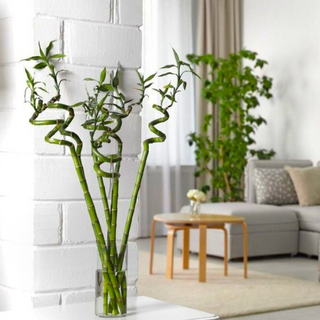 Bambou 80cm (sans pot)