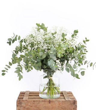 Paniculata Eucalipto