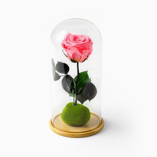 Rosa Cor-de-Rosa Preservada em Campânula