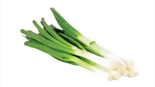 Mladi Luk Vezica Komad