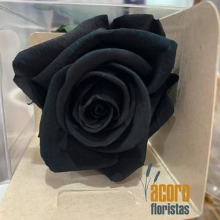Rosa Eterna Negra