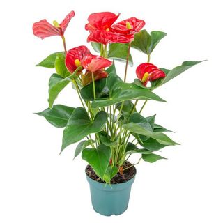 Anthurium