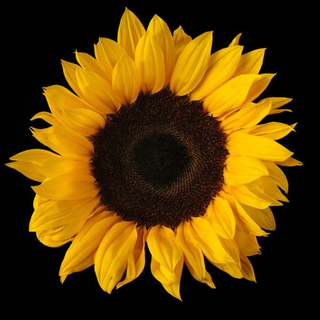 Girasole