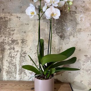 Orchidea bianca con vaso