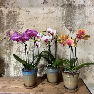 Orchidea piccola colorata con vaso