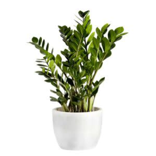 Zamioculcas