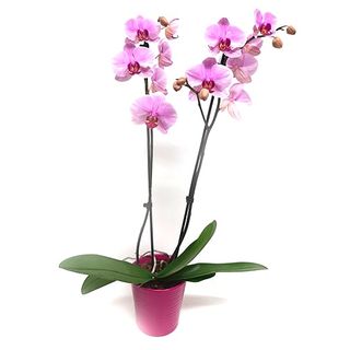 Orquídea Phalaenopsis (macetero no incluido)