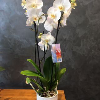 Magnifique White Orchidée 