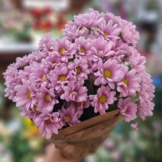 Margaritas crisantemo rosa/malva