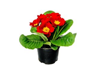 Иглика, Червена