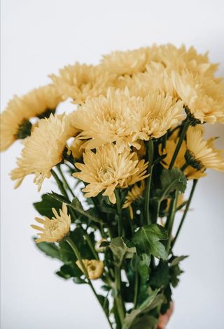 ქრიზანთემა