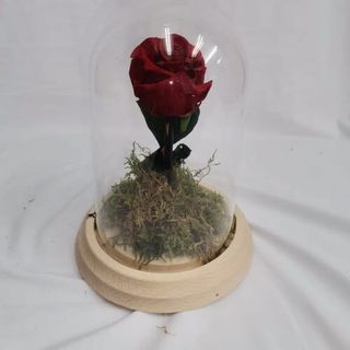 Cúpula De Una Rosa Preservada