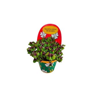 Vaso Trevo 4 Folhas | Planta da Sorte