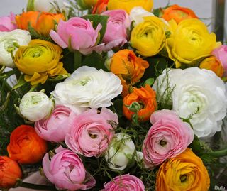 Mix di ranucoli colorati 