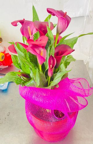 pianta calla fucsia