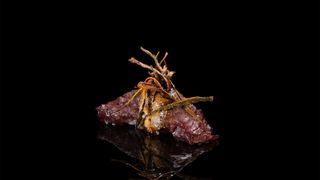 149 Nigiri beef - 2 pezzi