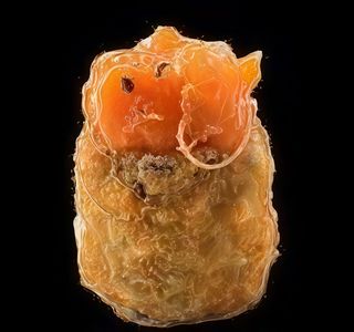 Majestic - 4 Pièces