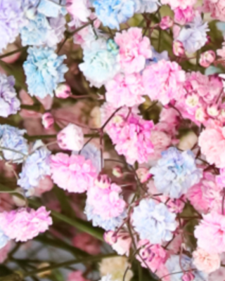 Paniculata de Colores Flor Suelta (Nos son ramos/no bouquet)