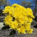 9 гілок жовта зембла