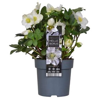 Hellebores
