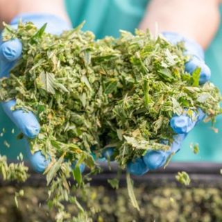 Trim CBD 100g + paper + clipper