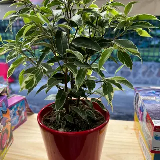 Ficus piccolo con vaso in ceramica