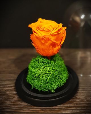 Trandafir portocaliu