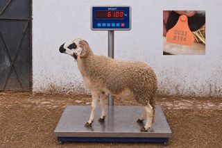 00338194 - 61 Kg
