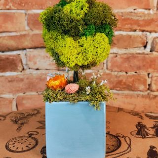 Copac din muschi stabilizati