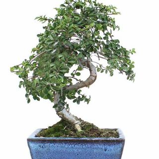 Bonsai Olmo Japones (Zelkova) 6 Años
