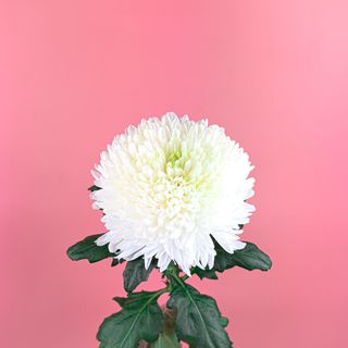 Хризантема одноголова