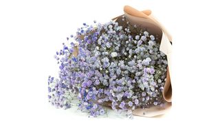 Bukiet z 5 gałązek lawendowej gipsówki