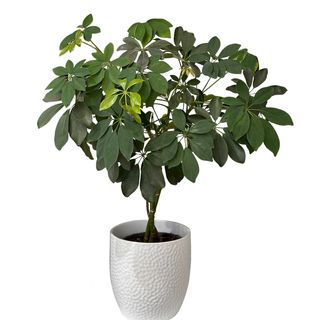 Planta Decorativa Scheflera - Gold capella