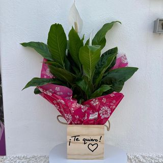 __spatiphilium Con Caja Madera