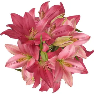 Ramo Lilium Rosa