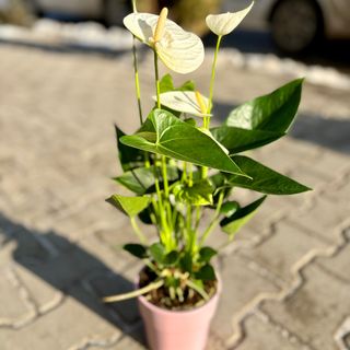 Антуриум бял 