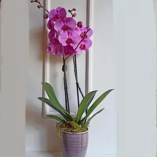 La Elegant