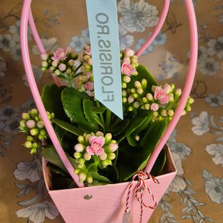 Kalanchoe in ghiveci