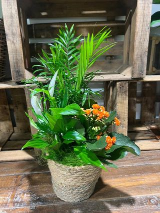 Cesta Plantas Variadas Pequeño