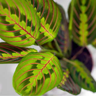 Maranta "La Planta que Reza"