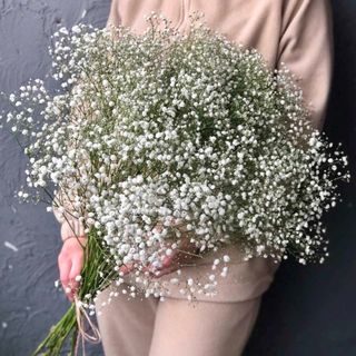 11 гілок білої гіпсофіли