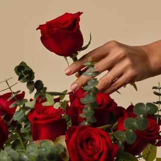 Tallo de rosa roja fresca