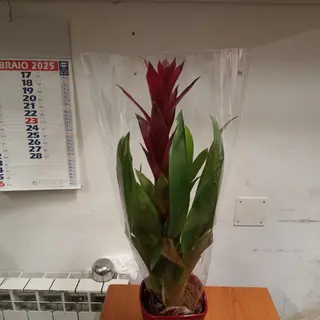 Guzmania 