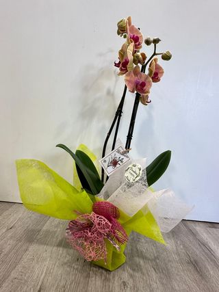 Orquídea Rosa