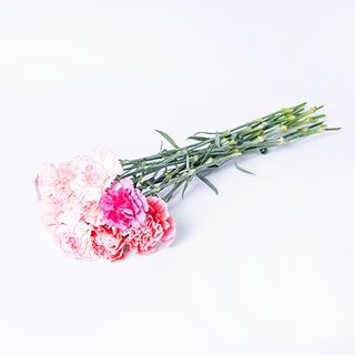 Czarujące goździki 15 kwiatów