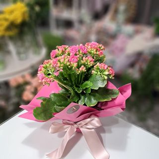 Kalanchoe