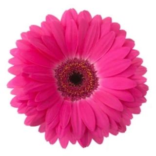 Tige gerbera rose