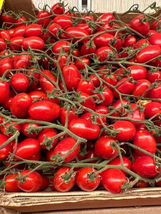 Pomodoro datterino - gr 500