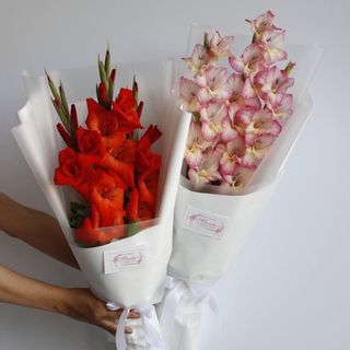 წითელი ან ვარდისფერი გლადიოლუსის თაიგული