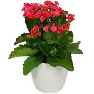 Planta Kalanchoe